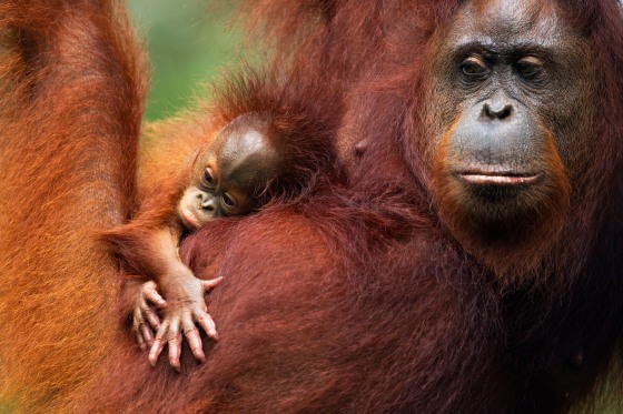 A Bornean orangutan and its baby. 