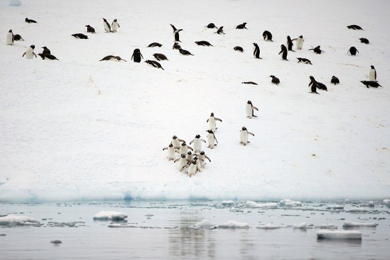 Image: The Wider Image: Journey to Antarctica: seals, penguins and glacial beauty