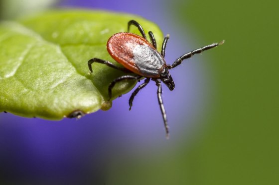 Image: Tick