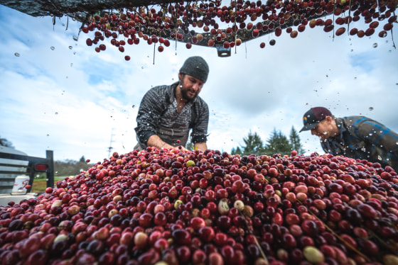Cranberry harvest