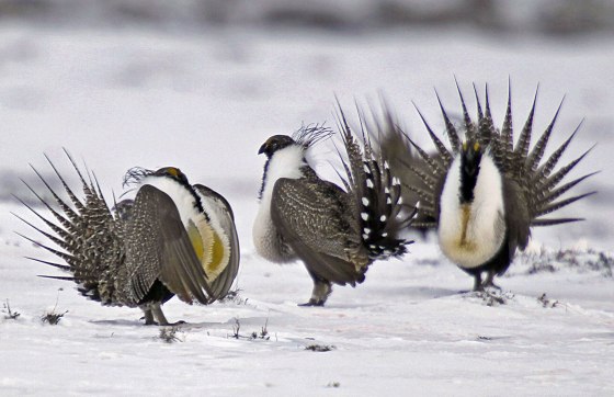 Image: Sage Grouse