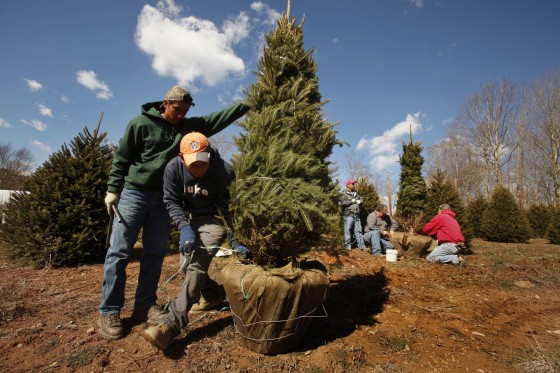 MAP Here s where Christmas trees in the U.S. grow