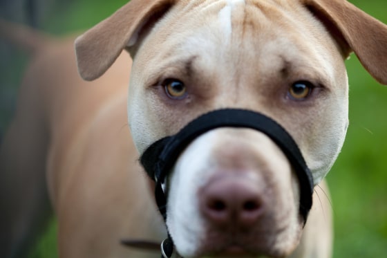 Image: An American dog wearing a muzzle