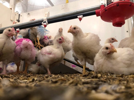 Image: Chickens under observation at the University of Guelph in Ontario, Canada