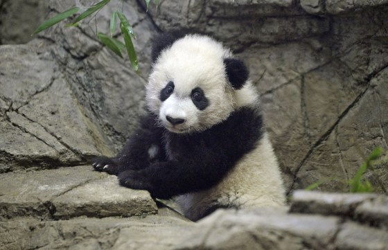 Image: USA-CHINA-ANIMAL-PANDA-ZOO-TOURISM