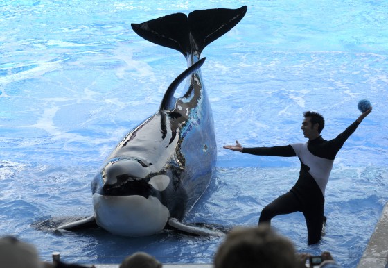 Seaworld Kayla 30-year-old whale, second-oldest ever born in captivity, dies at ...