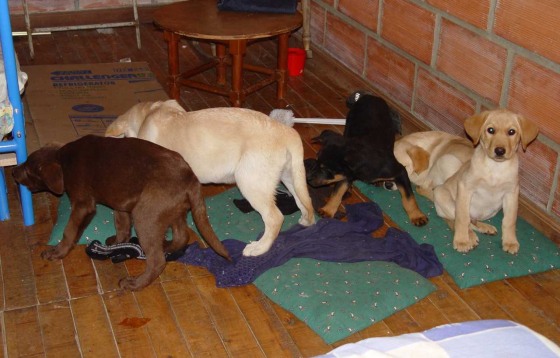 Image: Puppies rescued from a farm in Colombia destined for use as drug mules to the United States by Andres Lopez Elorza in 2005.