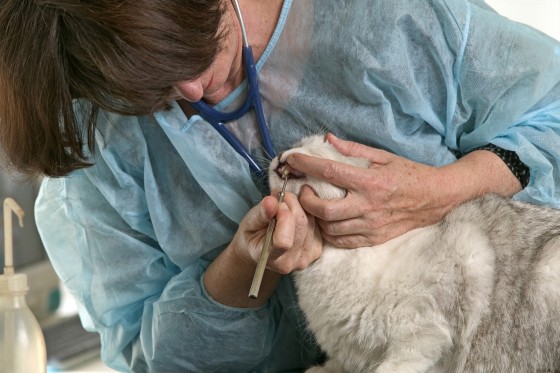 Image: Vet cleaning teeth of domestic cat, Felis catus.