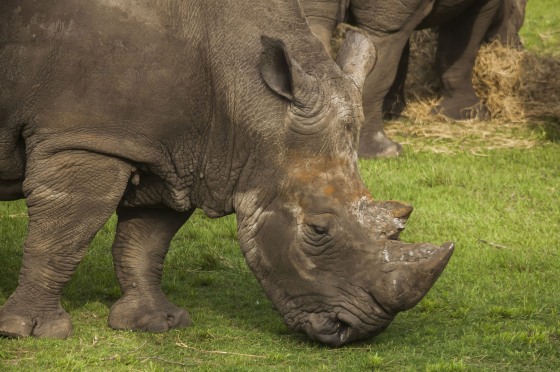 Image: Archie, a rhino at the Jacksonville Zoo and Gardens, struck a female zookeeper with his horn.