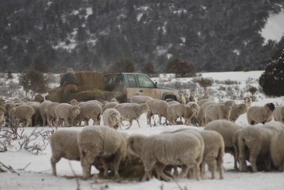 Image: Javier Zamoron