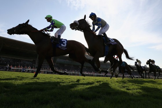 Image: Horses race at the Breeders' Cup World Championships at Santa Anita Park in Arcadia, California, on Nov. 4, 2016.