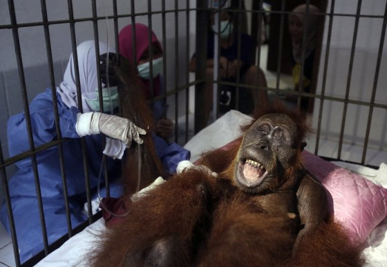 Image: Veterinarians and volunteers tend to a female orangutan, named Hope, after a surgery to remove dozens of air rifle pellets from her body in Indonesia on March 17, 2019.