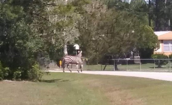 Image: A pet zebra escaped from a Florida home and was shot and killed by its owner, who wasn't licensed to own the animal
