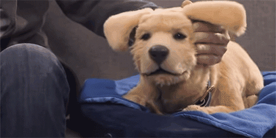 robot companion dog