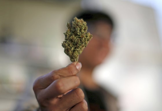 Image: File photo of a volunteer holding a dried cannabis bud at the La Brea Collective medical marijuana dispensary in Los Angeles