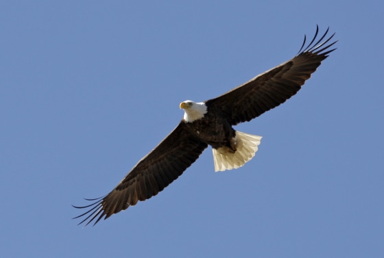 An American bald eagle flies over its nest at the Martin State Airport in Middle River, Maryland in 2009.