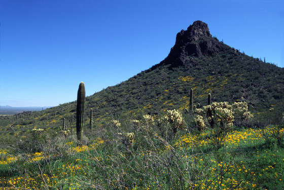 Picacho Peak in Arizona