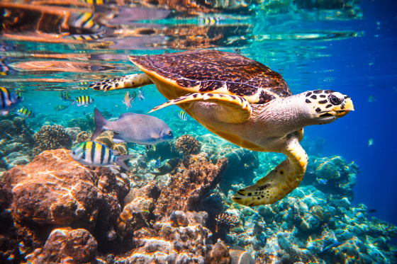 Image: Hawksbill turtle