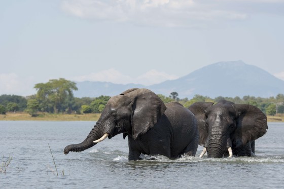 Image: African elephant bulls