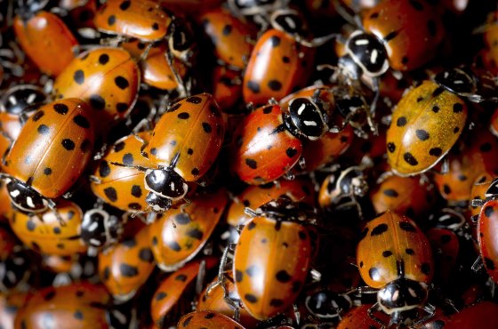 Ladybug swarm detected by weather radar over Southern California