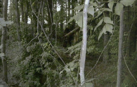 FBI releases 'Bigfoot' documents from 1970s