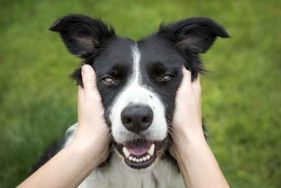 Image: A Border Collie being held by it's owner