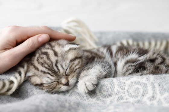 Stroking sleeping scottish fold kitten