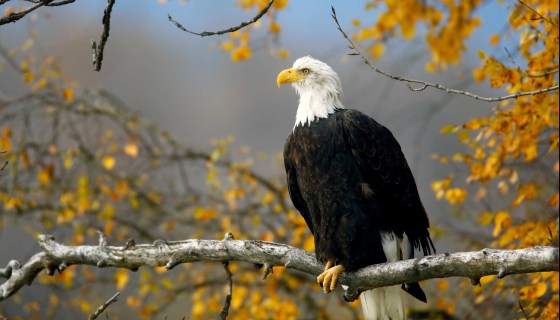 Image: FILE PHOTO: A bald eagle sits in a tree in the Chilkat Bald Eagle Preserve near Haines, Alaska