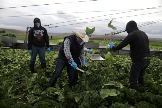 Image: Foreman Roberto Navarrete, 30, (C) supervises farmworkers with H2A visas as they harvest romaine lettuce in King City, California
