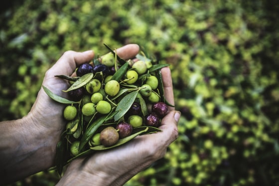 A Handful of Arbequina Olives, freshly harvested