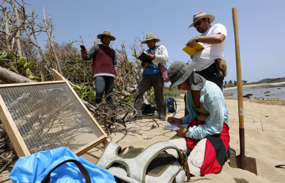 Image: Puerto Rican students from the Center for Advanced Studies for Puerto Rico and the Caribbean study the impact of Hurricane Maria on coastal archaeological resources and ecology in Manati on June 14, 2019.