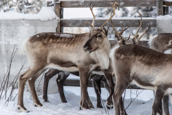 Image: Reindeer