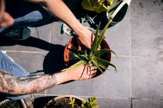 Young man taking care of his plants