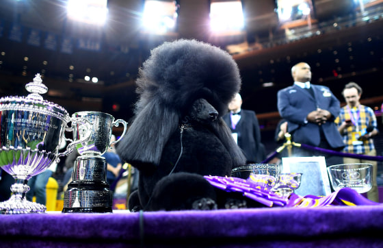Image: Siba, the standard poodle, poses with the Best in Show trophy at the 144th Annual Westminster Kennel Club Dog Show at Madison Square Garden on Feb. 11, 2020.