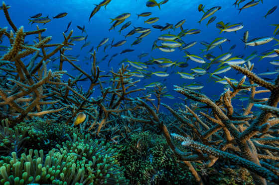 Image: Coral Reef Ocean CLownfish