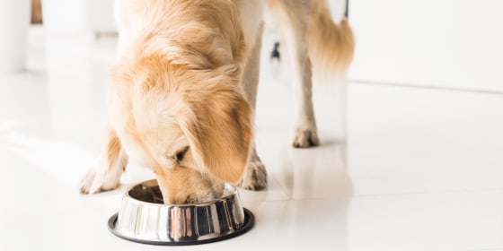 golden retriever eating dog food from metal bowl