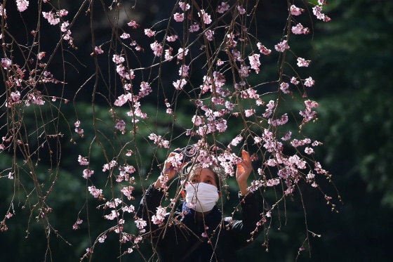 Image: A visitor wearing a protective face mask takes photos of early flowering Kanzakura cherry blossoms  at Shinjuku Gyoen National Garden in Tokyo