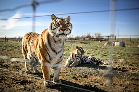 Image: BESTPIX - Wild Animal Sanctuary In Colorado Home To Almost 40 Tigers From Wildly Popular Documentary Of Joe Exotic \"Tiger King\"
