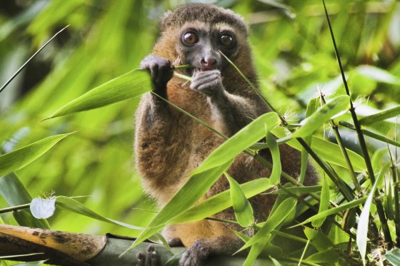 Image: A golden bamboo lemur in Madagascar.
