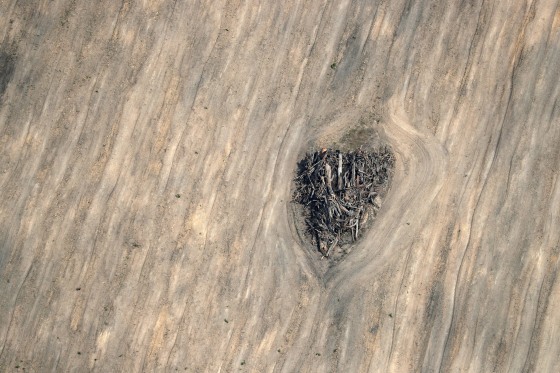 Image: Pieces of a dead tree are seen in an area of the Amazon jungle cleared by loggers and farmers near Porto Velho, Rondonia State