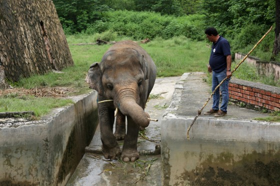 'World's loneliest elephant' OK'd to quit zoo for new life