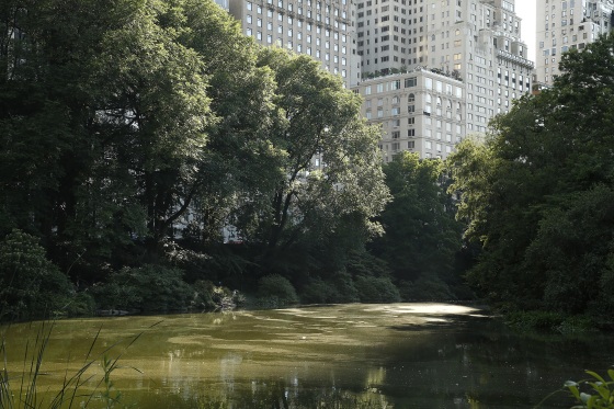 Body found floating in New York City's Central Park pond