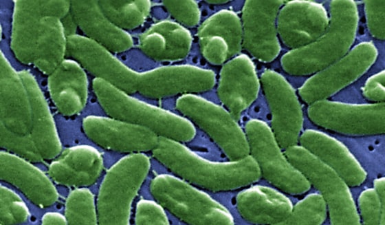 Image: Grouping of Vibrio vulnificus bacteria.