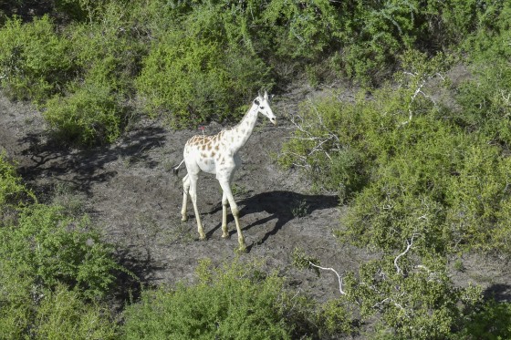 Image: A male giraffe with a rare genetic trait called leucism that causes a white color is darted with a tranquilizer in order to fit a GPS tracking device