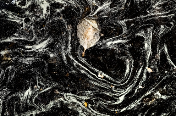 Pollen swirls around in a puddle in a parking lot in Spokane, Wash.. on May 13, 2015.