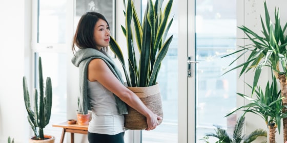 EASY TO CARE FOR INDOOR PLANTS