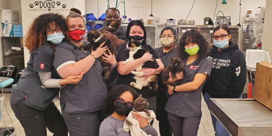 7 cats rescued from eight-alarm fire in New York City apartment