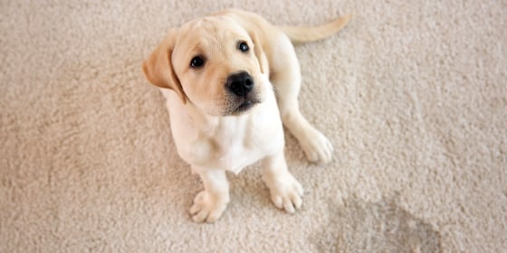 Best way to remove dog urine stains from carpet best sale