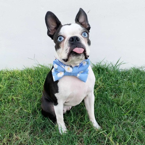 blue brindle boston terrier