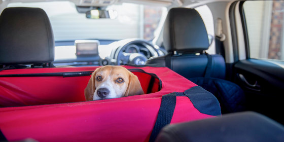 Beagle dog in her crate waiting for the rest of the car to be packed